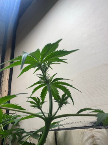 Auto variety  — flower, day 38