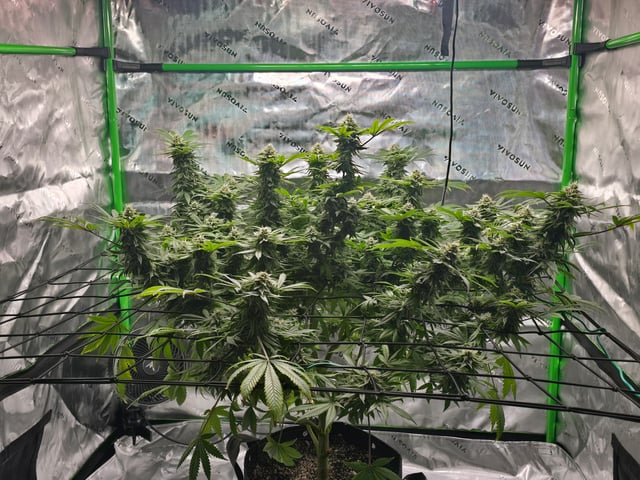 First grow — flower, day 101