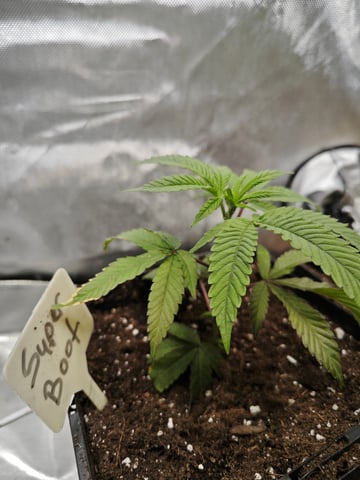 Walzer White — grow_setup, day 2