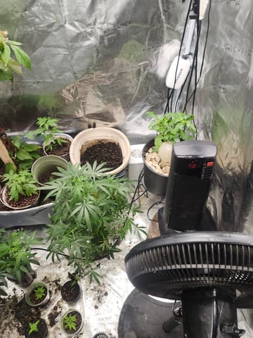 First Organic Hydro Grow.