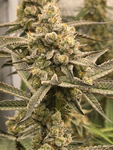 Hydroponic Photos — flower, day 71