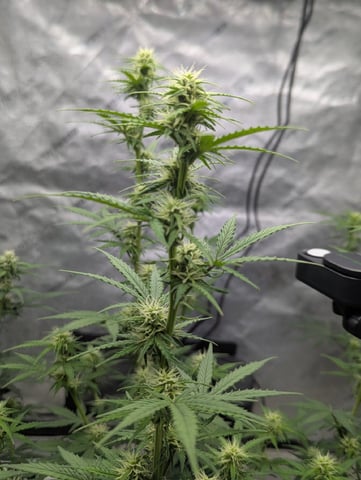 Autos — flower, day 40