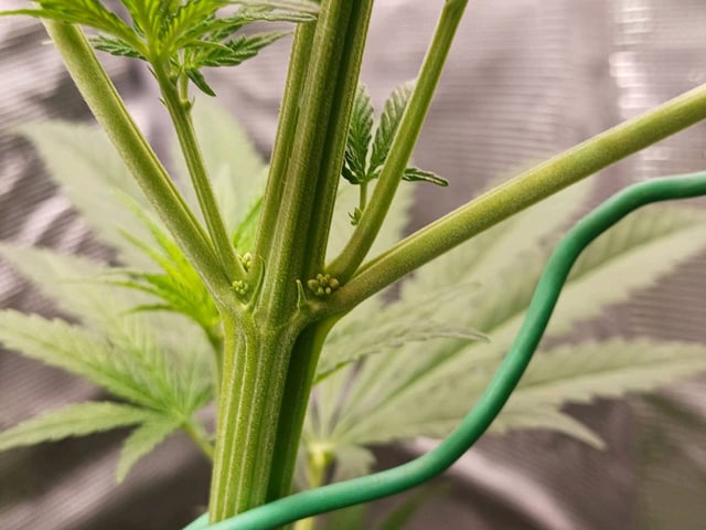 4th grow  — flower, day 165