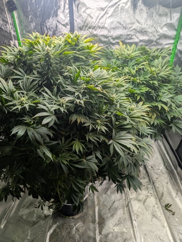 First Legal Grow — flower, day 108