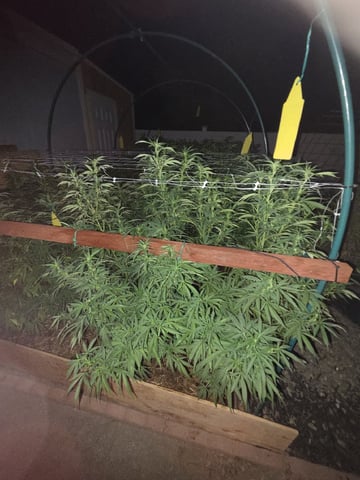Sour Headies/OGBX1 — flower, day 127