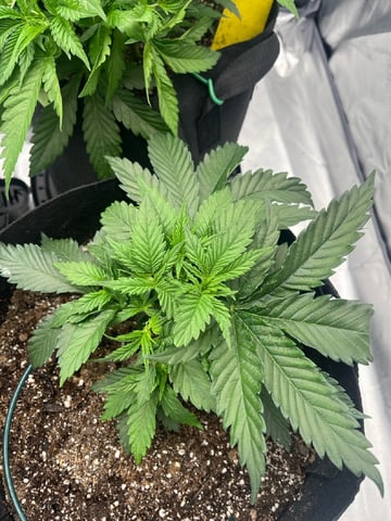 best budz — vegetative, day 10