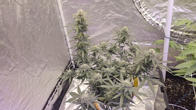 first grow adventure  — flower, day 65