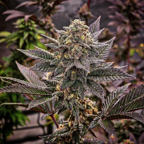 perfect circle/ cherrymac1 X candyland cross  — flower, day 32