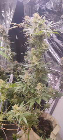 train wreck — flower, day 94