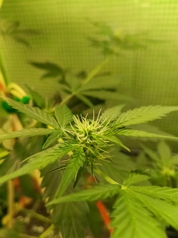 First grow indoor Auto euphoria  — flower, day 56