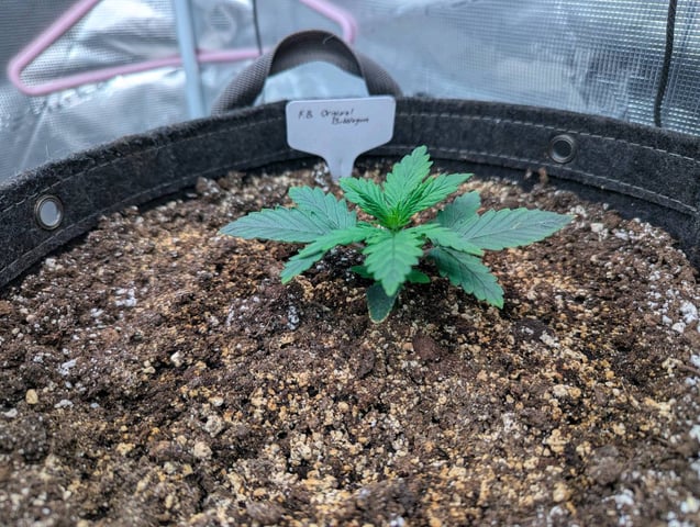 2025 EOY Grow — vegetative, day 29