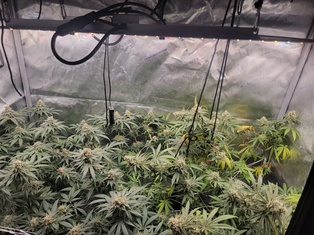 my first grow — flower, day 96