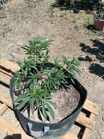 first 4 — vegetative, day 10