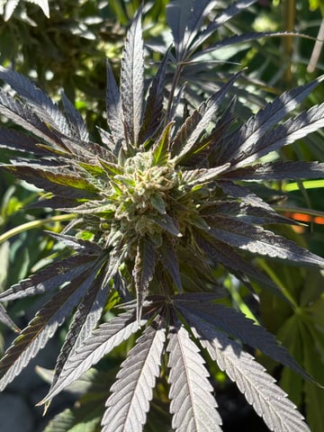 watermelon Martin 1of2 — flower, day 100