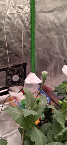 blueberry funk — flower, day 175