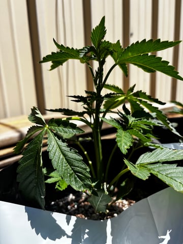 Autoflowers — vegetative, day 21