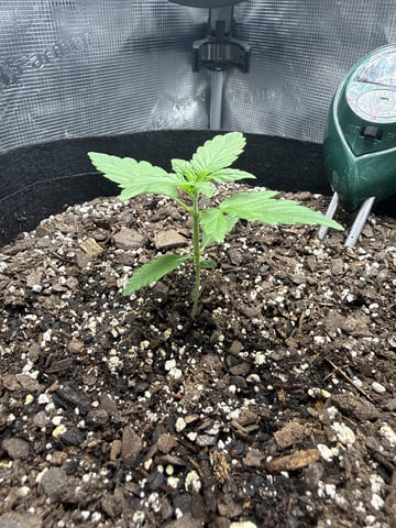 Gorilla Cookies 2nd Try — seedling_rooting, day 21
