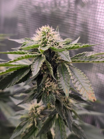 Northern lights #10 2nd plant (Selkies) — flower, day 72