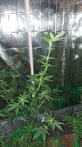 b1. — flower, day 96