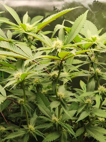 Fat Matt's 1st grow — flower, day 2