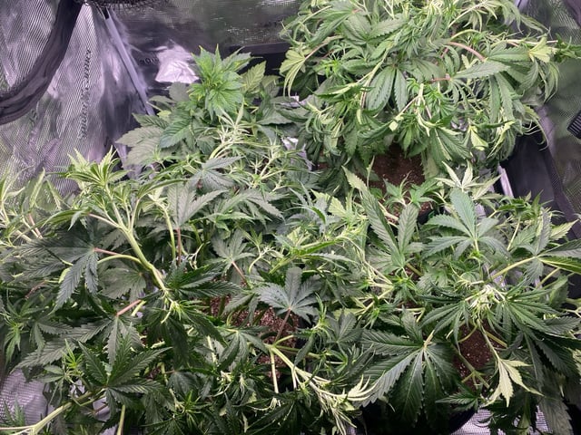 Auto Run #1 2025-2026 — vegetative, day 50