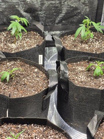 Back Indoors 1st Grow  — grow_setup, day 2