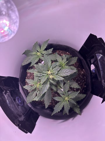 My First Grow — flower, day 34