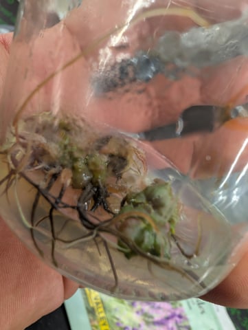 Plant in a test tube — seedling_rooting, day 110