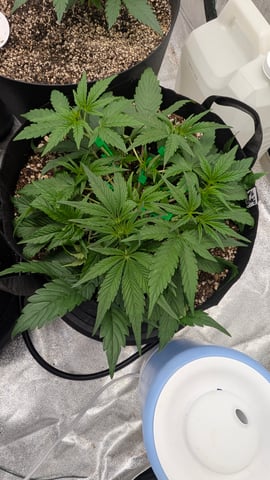 Mixed Grow — grow_setup, day 32
