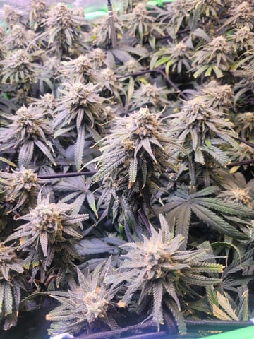 6th Grow — flower, day 81