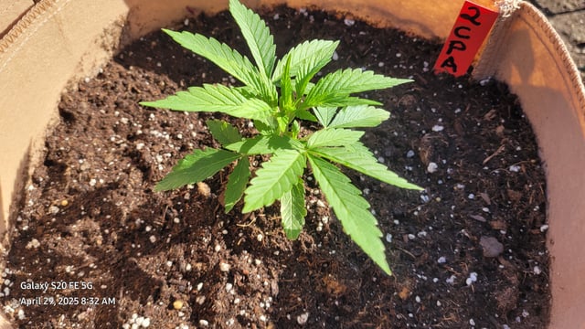 First Grow  — seedling_rooting, day 27