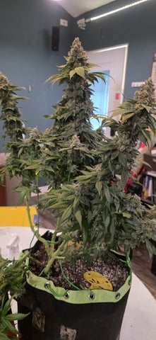 Fruity Pebbles — flower, day 105