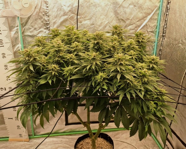 Gorilla Girl Autopot — flower, day 152