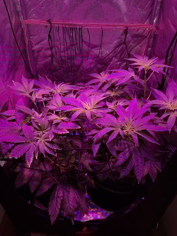 II — flower, day 33