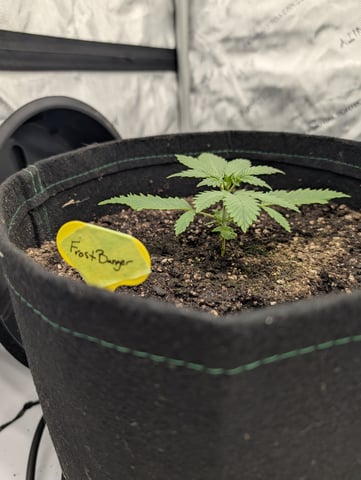 Grow #4 — seedling_rooting, day 19