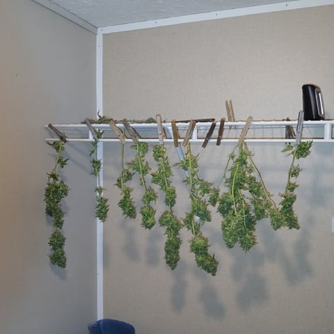 run #3 — harvest, day 118