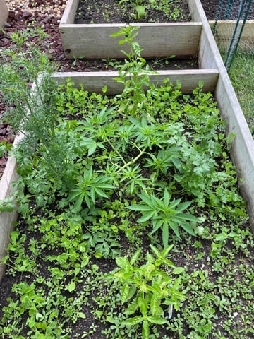 queen of soul X cap junky  — vegetative, day 66