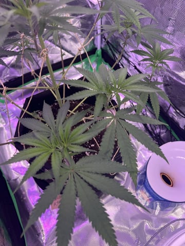 Kalini Asia Auto  — vegetative, day 5
