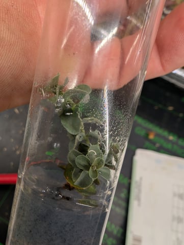 Plant in a test tube — seedling_rooting, day 121