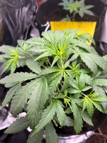 pineapple  — flower, day 1