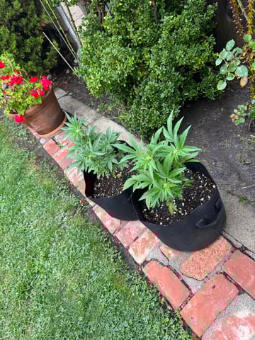 ice breaker 1 and 2  — flower, day 36