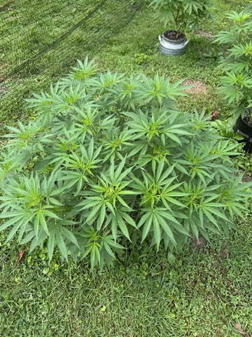 2026 Outdoor — flower, day 79