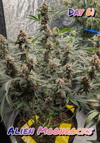 Mixed Grow — flower, day 83