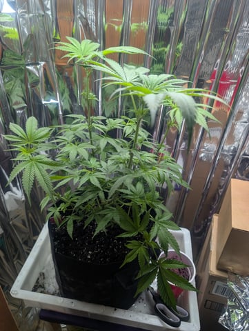 B E A utiful  — flower, day 58