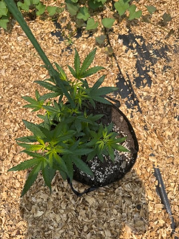 outside 2025 — vegetative, day 4