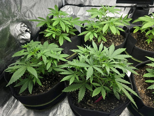3rd Auto Grow — vegetative, day 45