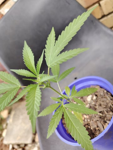 permanent marker feminised  — vegetative, day 27