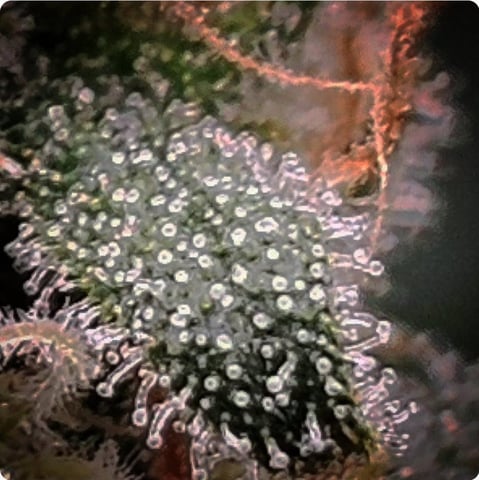 Dwc & Soil Run.  — flower, day 101