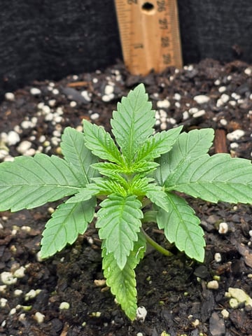Northern lights #10 (Alaska) — vegetative, day 10