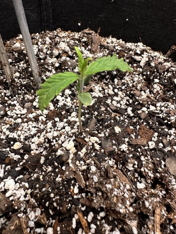 Gorilla Cookies — 1st Grow — vegetative, day 13